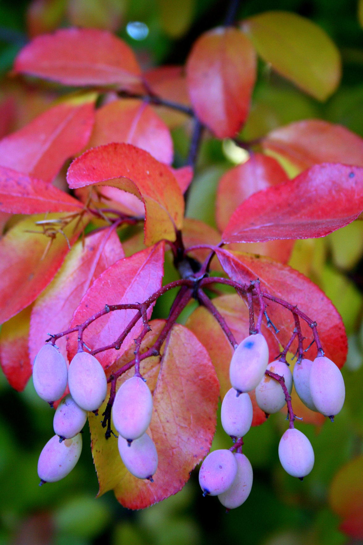 Viburnum, blackhaw
